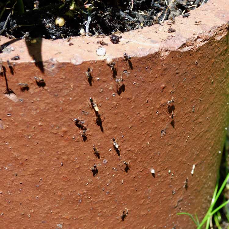 You are currently viewing Fourmis dans les plantes en pot : au secours, j'ai des fourmis dans mes plantes d'intérieur