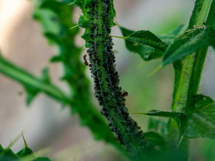 Lire la suite à propos de l’article Que faire contre les fourmis – Comment se débarrasser des fourmis dans le jardin