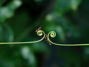 Lire la suite à propos de l’article Éloigner les fourmis des vignes, des légumes et des fleurs en fleurs