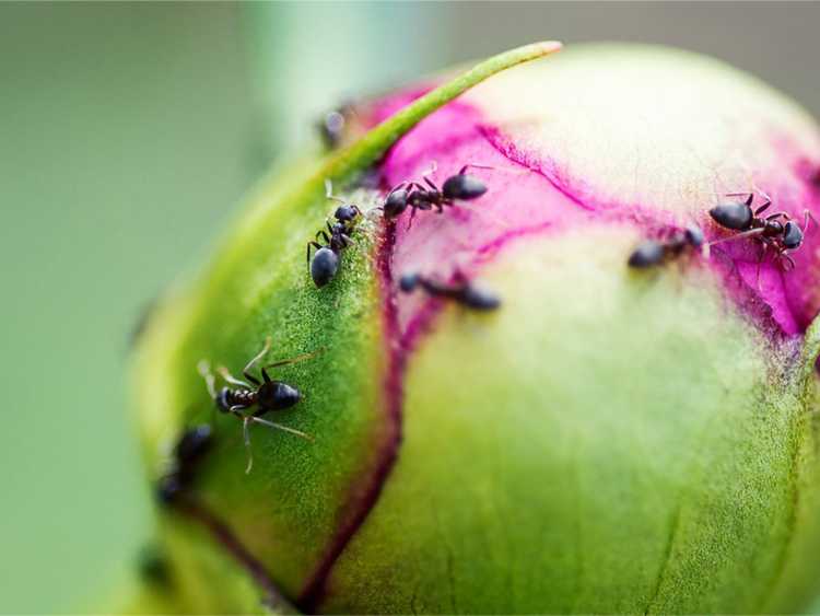 Gros plan de plusieurs fourmis sur un bourgeon de pivoine