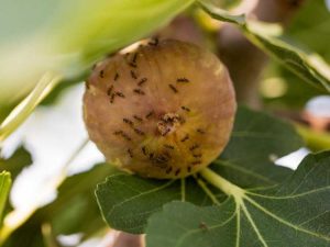 Lire la suite à propos de l’article Fourmis des figuiers : comment éloigner les fourmis des figuiers