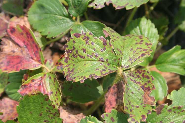 Lire la suite à propos de l’article Fraises atteintes de brûlure des feuilles – Traiter les symptômes de la brûlure des feuilles du fraisier