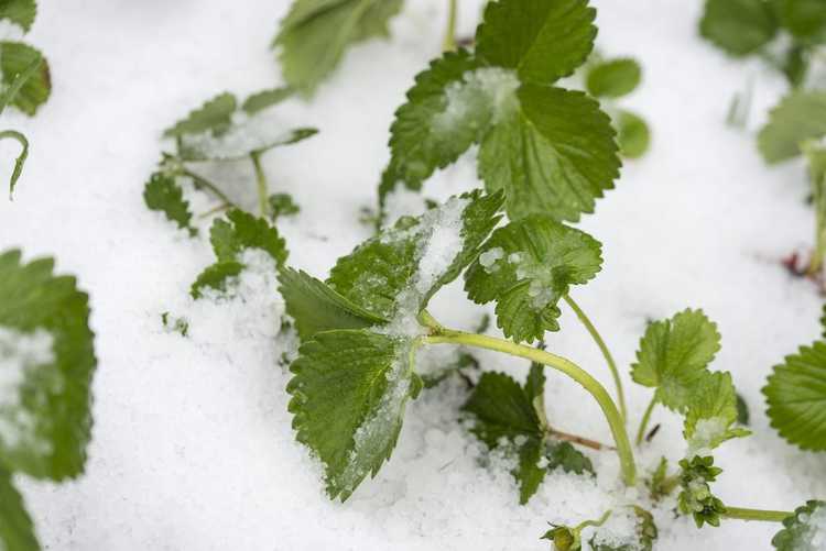 You are currently viewing Hivernage des plants de fraisiers : comment protéger les plants de fraisiers en hiver