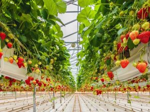 Lire la suite à propos de l’article Faits sur l’agriculture hydroponique en intérieur des fraises