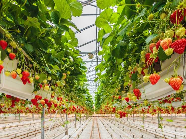 You are currently viewing Faits sur l’agriculture hydroponique en intérieur des fraises