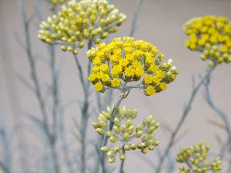 You are currently viewing Informations sur les plantes de curry : Comment faire pousser des plantes de curry Helichrysum