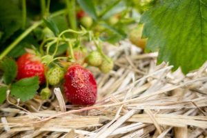 Lire la suite à propos de l’article Réparer les fraises pourries : causes de la pourriture des fraises sur la vigne