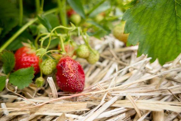 You are currently viewing Réparer les fraises pourries : causes de la pourriture des fraises sur la vigne