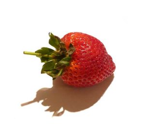 Lire la suite à propos de l’article Soins des fraises Camarosa: Comment faire pousser un plant de fraises Camarosa