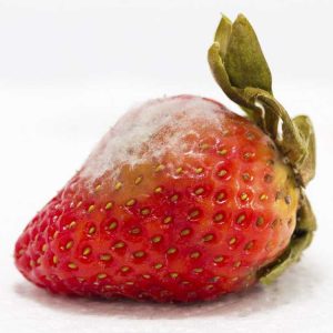 Lire la suite à propos de l’article Substance blanche sur les fraises – Traiter le film blanc sur les fraises