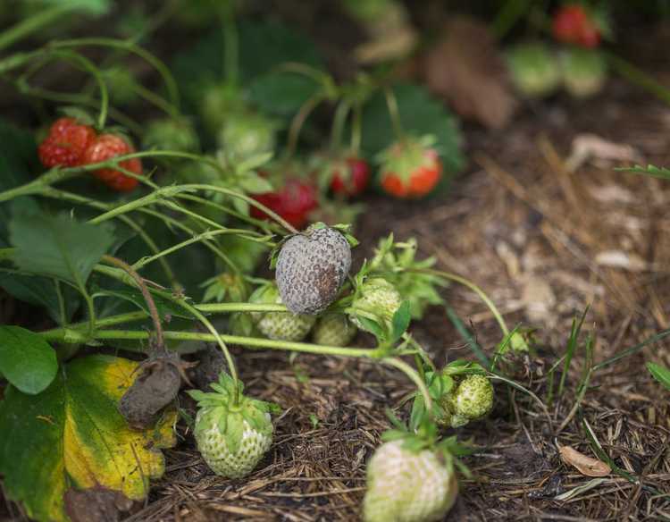 You are currently viewing Traitement de la pourriture botrytis des fraises – Traiter la pourriture botrytis des plants de fraises