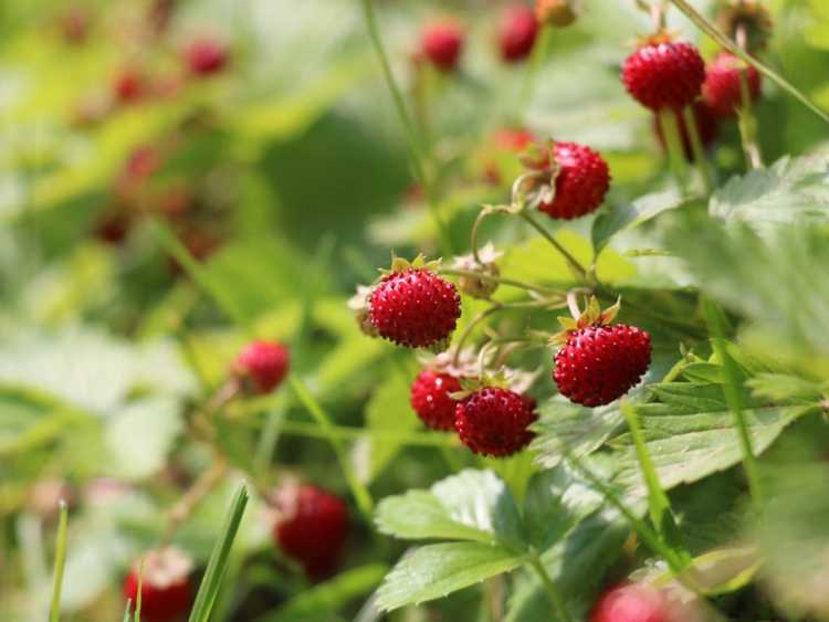 You are currently viewing Que sont les fraises des Alpes : conseils pour cultiver des fraises des Alpes