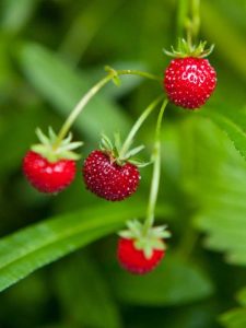 Lire la suite à propos de l’article Soins Fraises De Bois: Que sont les fraises Fraises De Bois