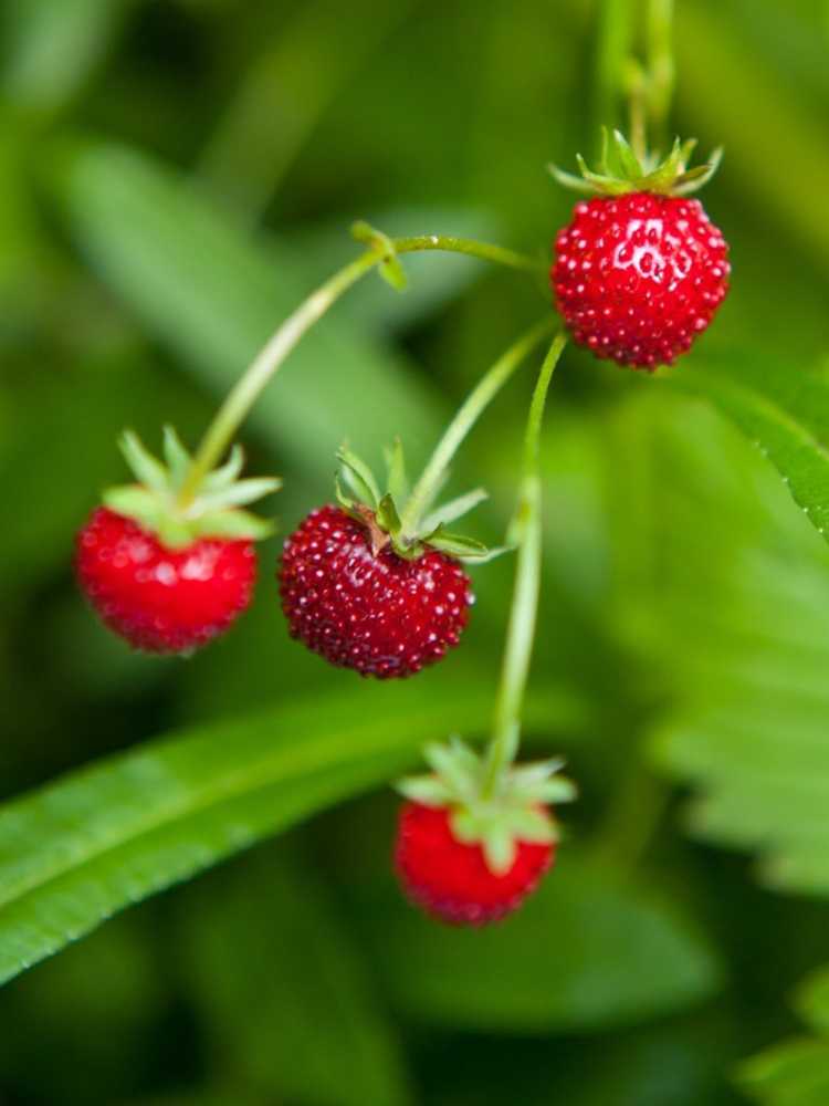 You are currently viewing Soins Fraises De Bois: Que sont les fraises Fraises De Bois