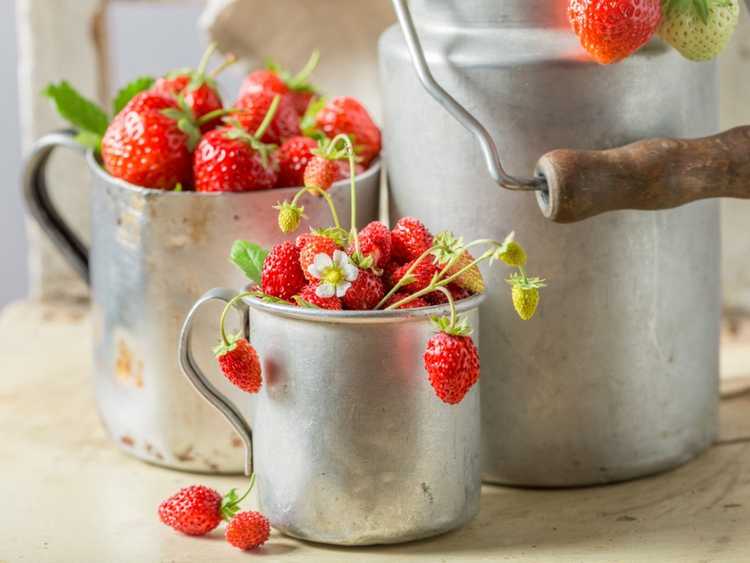 You are currently viewing Les fraises des bois sont-elles comestibles et sécuritaires?