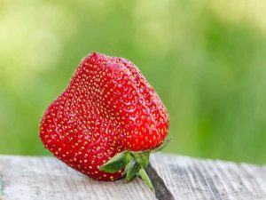 Lire la suite à propos de l’article Fraises difformes : quelles sont les causes des fraises déformées