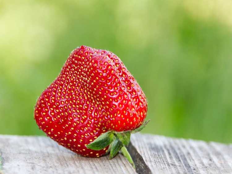 You are currently viewing Fraises difformes : quelles sont les causes des fraises déformées