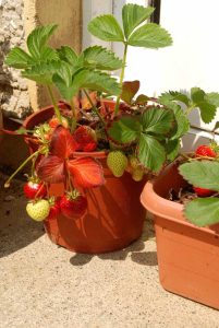 Lire la suite à propos de l’article Cultiver des fraises dans des conteneurs : comment faire pousser des fraises dans un pot