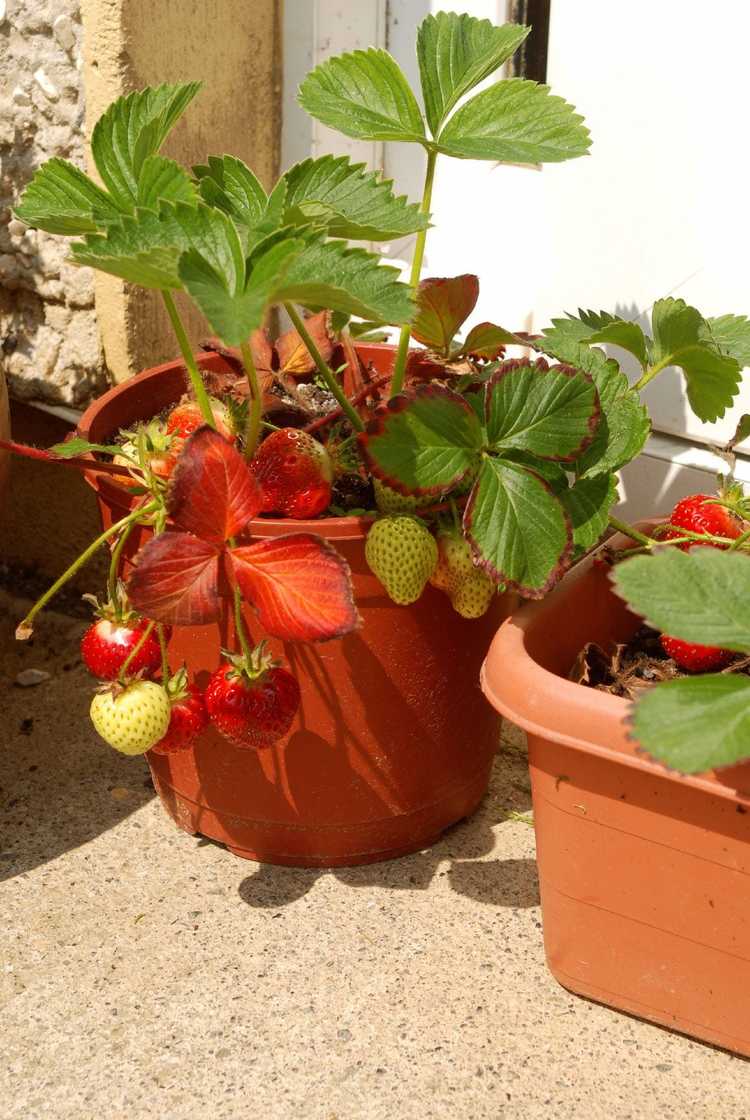 You are currently viewing Cultiver des fraises dans des conteneurs : comment faire pousser des fraises dans un pot