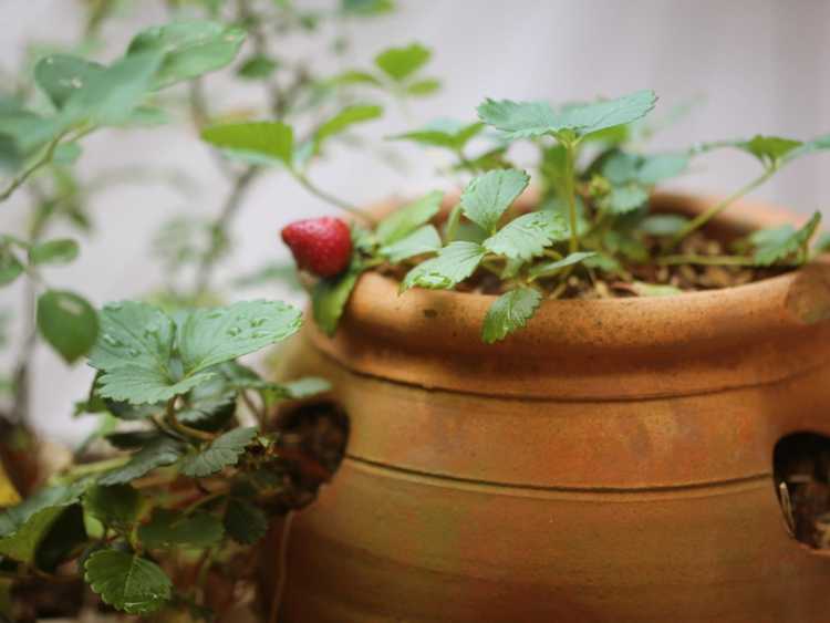 Lire la suite à propos de l’article Jardiner avec des pots de fraises