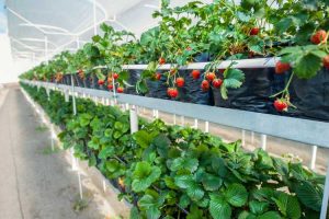 Lire la suite à propos de l’article Informations sur les fraises de serre – Comment planter des fraises dans une serre