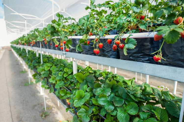 You are currently viewing Informations sur les fraises de serre – Comment planter des fraises dans une serre