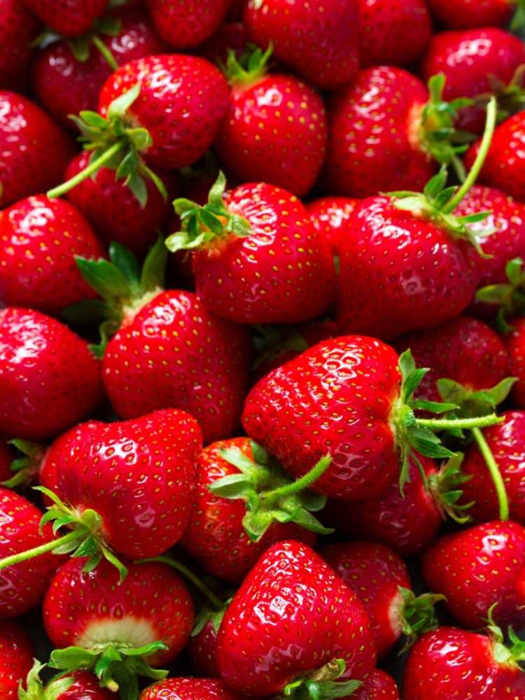 You are currently viewing Types de plants de fraises : découvrez les différents types de fraises