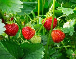 Lire la suite à propos de l’article Réparer les plants de fraises qui ne produisent pas de fruits