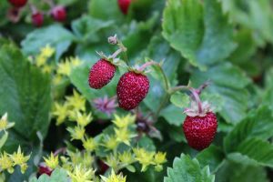 Lire la suite à propos de l’article Qu'est-ce qu'un jardin forestier – En savoir plus sur les plantes comestibles du jardin forestier