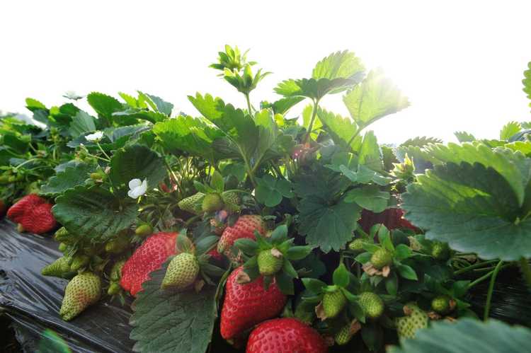 You are currently viewing Cultiver des fraises par temps chaud : comment faire pousser des fraises par temps chaud