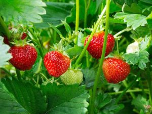 Lire la suite à propos de l’article Quand planter des fraises : conseils de culture pour les plants de fraises