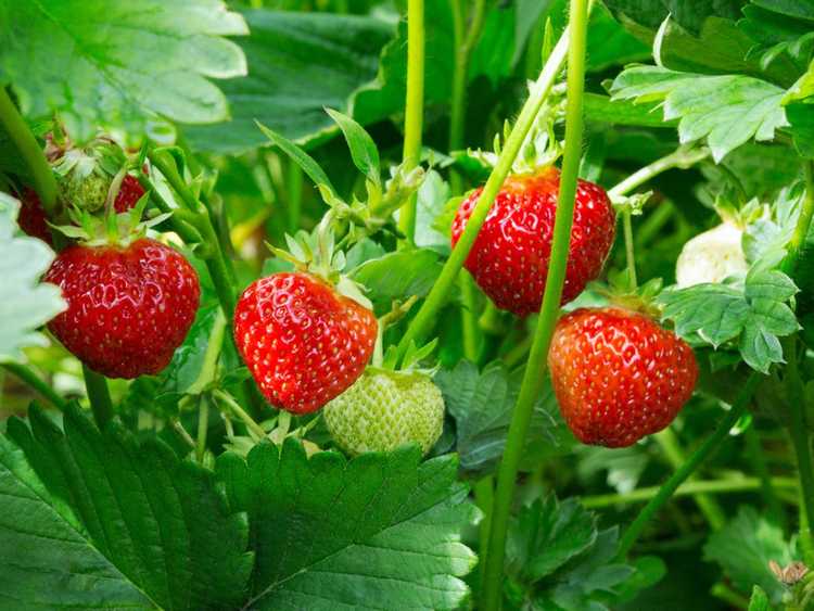 You are currently viewing Quand planter des fraises : conseils de culture pour les plants de fraises