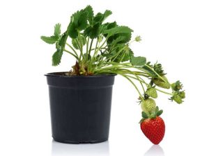 Lire la suite à propos de l’article Cultiver des fraises à l'intérieur : prendre soin des plants de fraises à l'intérieur