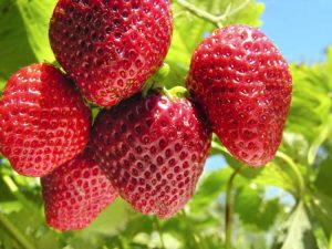 Lire la suite à propos de l’article Sequoia Strawberry Care: Comment faire pousser des plants de fraises Sequoia