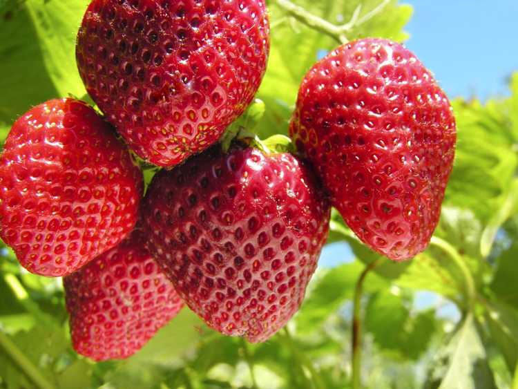 You are currently viewing Sequoia Strawberry Care: Comment faire pousser des plants de fraises Sequoia