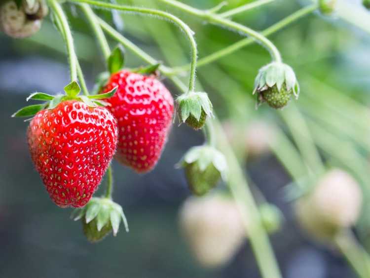 You are currently viewing Les fraises ne sont pas sucrées : réparer les fraises aigres qui poussent dans votre jardin