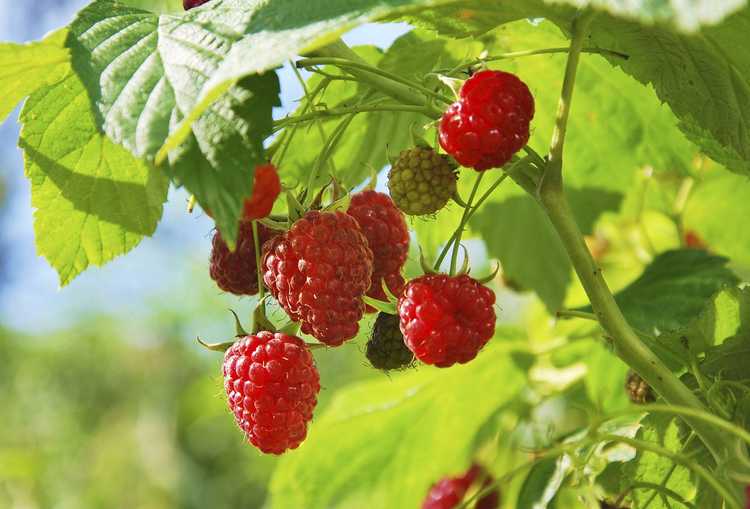 You are currently viewing Entretien des contenants de framboises : comment planter des framboises en pots