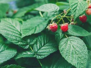 Lire la suite à propos de l’article Les plants de framboisiers ne produisent pas – Raisons pour lesquelles il n’y a pas de fruits sur les plants de framboises