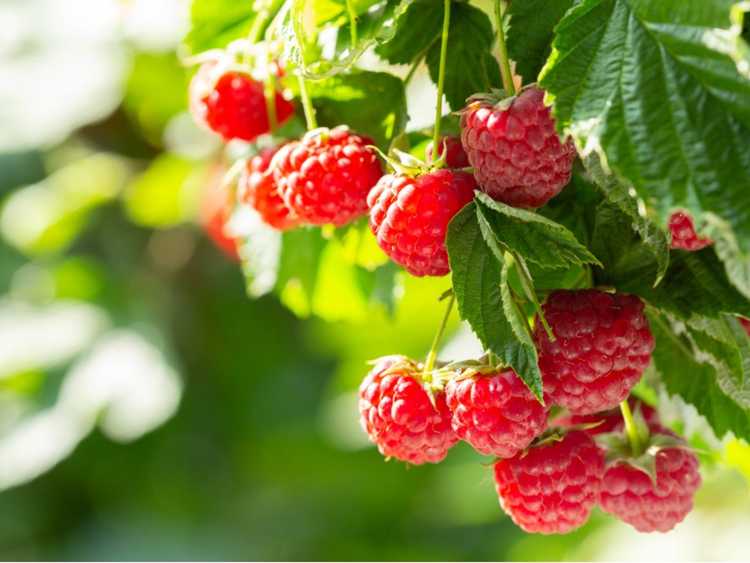 You are currently viewing Framboises dressées ou traînantes – En savoir plus sur les variétés de framboises dressées et traînantes