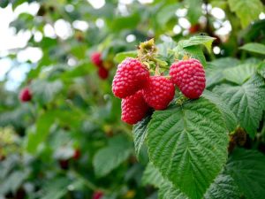 Lire la suite à propos de l’article Comment planter des framboises : entretien des plants de framboisiers