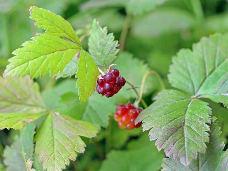 You are currently viewing Couvre-sol de framboise arctique : conseils pour cultiver des framboises arctiques