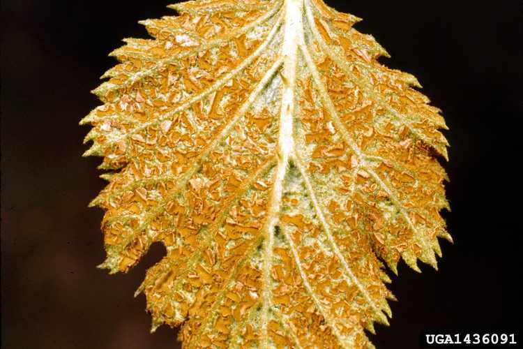 You are currently viewing Rouille sur les feuilles de framboisier : conseils pour traiter la rouille sur les framboises