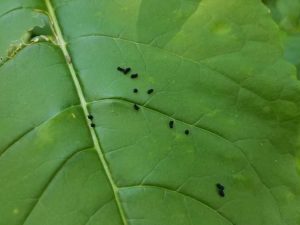Lire la suite à propos de l’article Qu'est-ce que les excréments : découvrez comment identifier les excréments d'insectes dans les jardins