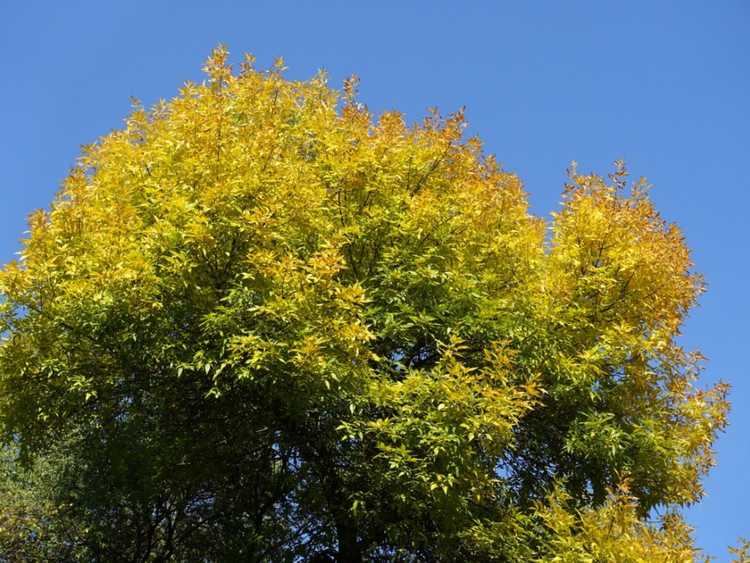 You are currently viewing Qu'est-ce qu'un frêne vert – Comment faire pousser un frêne vert