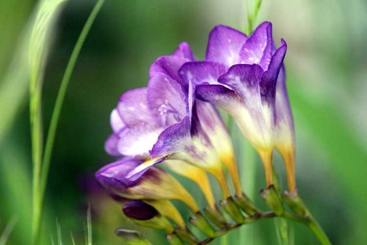 You are currently viewing Prendre soin des freesias : Guide des soins du freesia dans le jardin