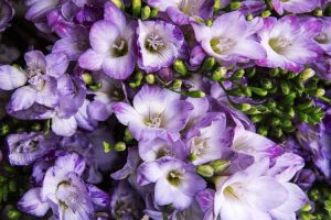 Lire la suite à propos de l’article Pas de fleurs sur un freesia : comment faire fleurir des plantes de freesia