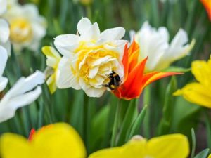 Lire la suite à propos de l’article Jonquilles à froufrous et variétés de narcisses à double floraison