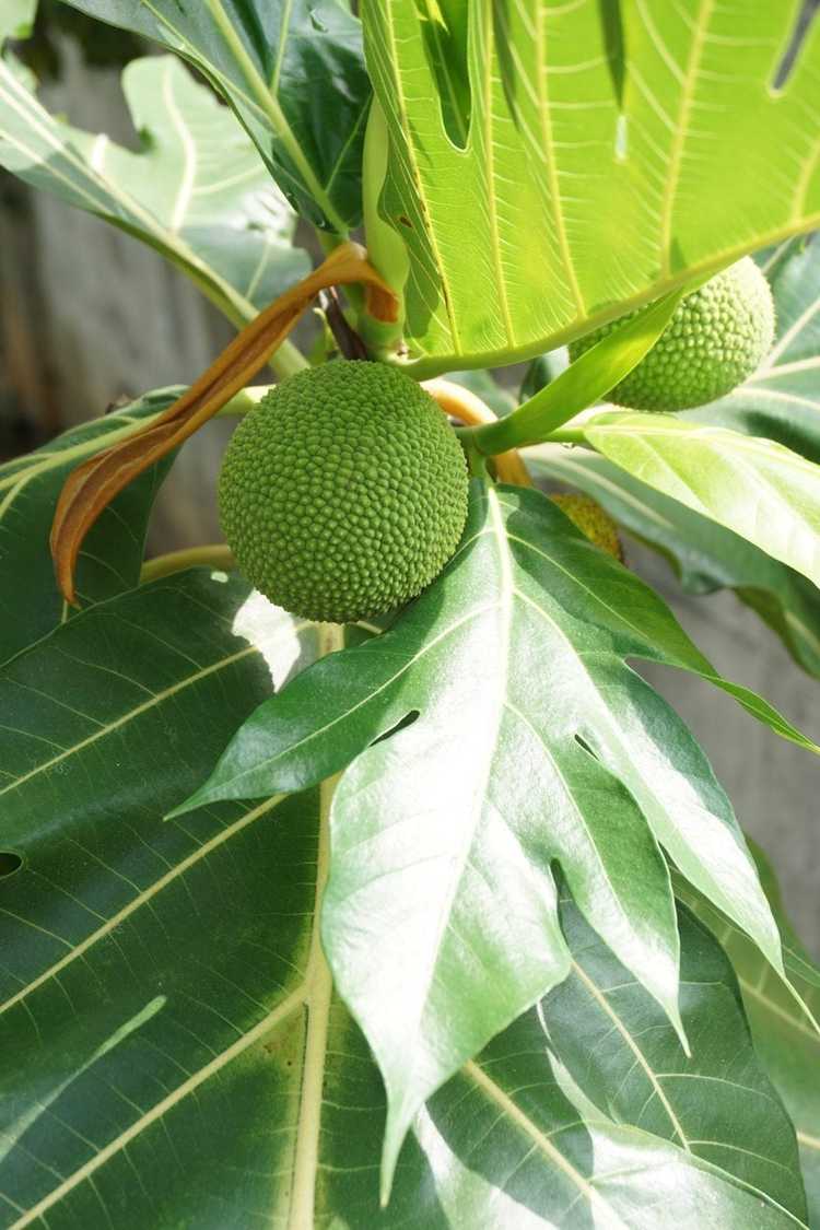 You are currently viewing Arbres à pain d'intérieur : pouvez-vous conserver un fruit à pain comme plante d'intérieur