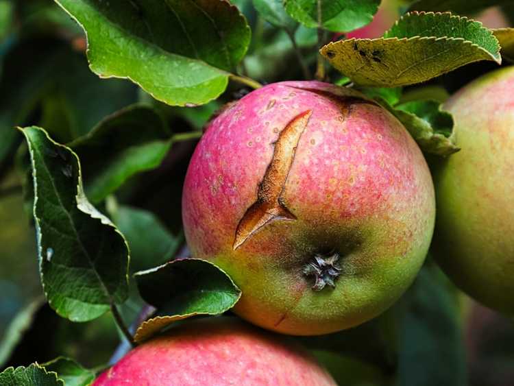 Lire la suite à propos de l’article Comment diagnostiquer et prévenir le fractionnement des fruits