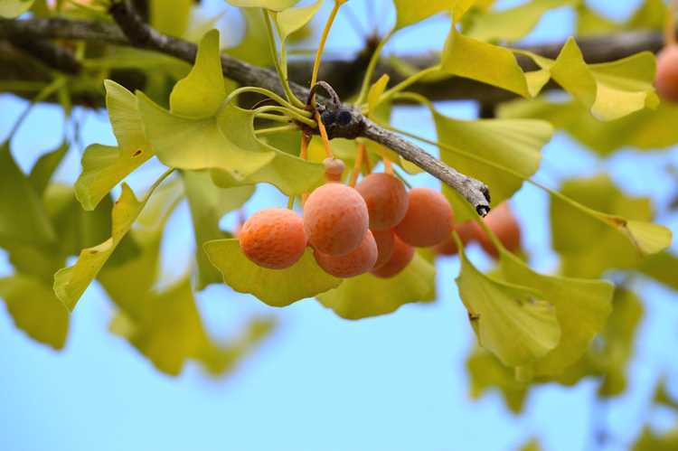 You are currently viewing Manger des noix de ginkgo : informations sur les fruits des arbres de ginkgo